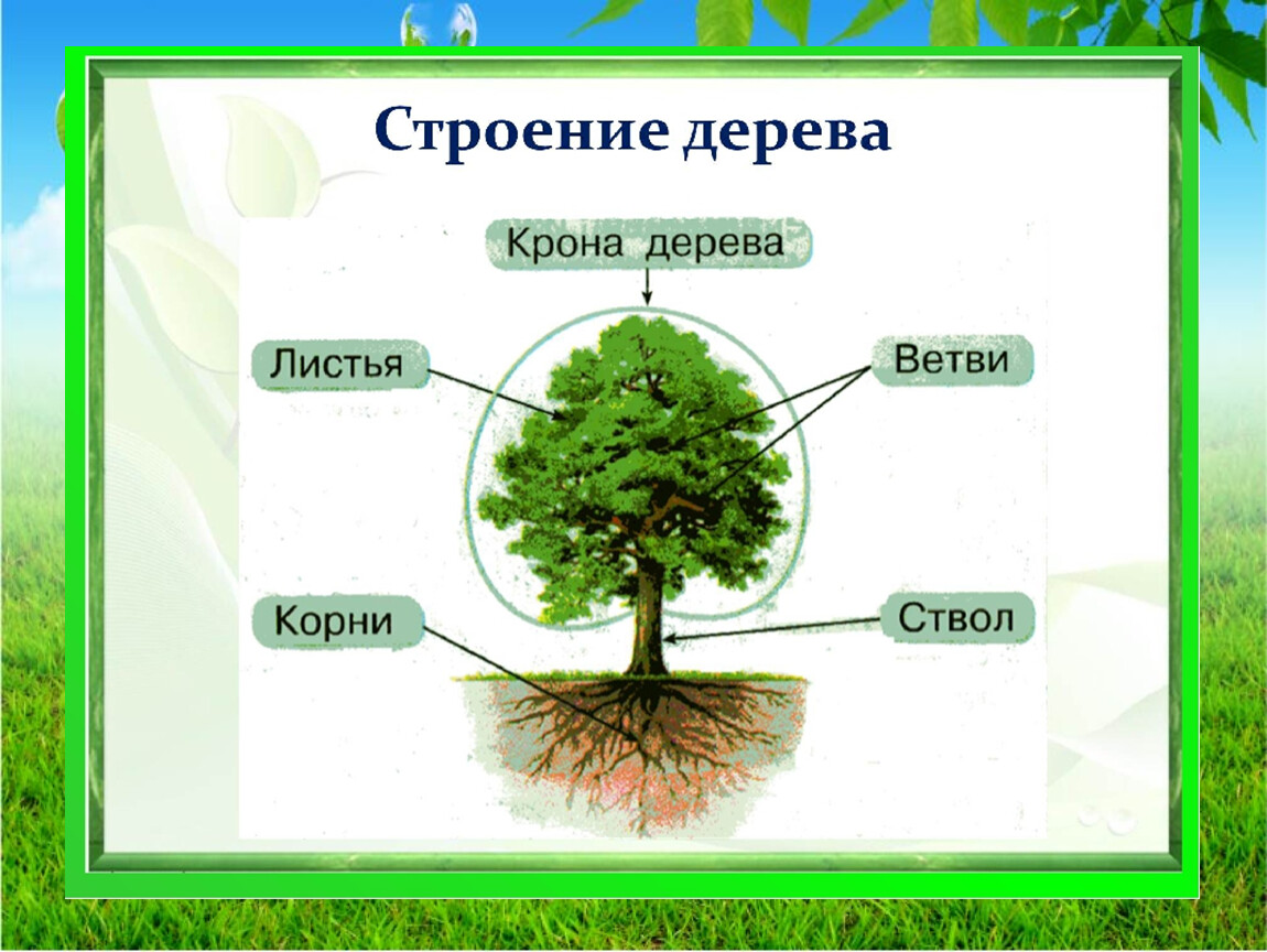 Части дерева для детей в картинках