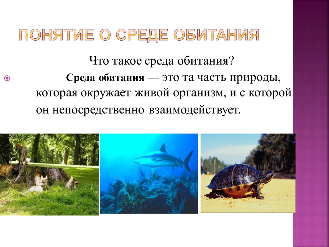 Среда обитания это часть природы. Понятие о среде обитания. Понятие среда жизни. Среды обитания организмов. Среды жизни биология.