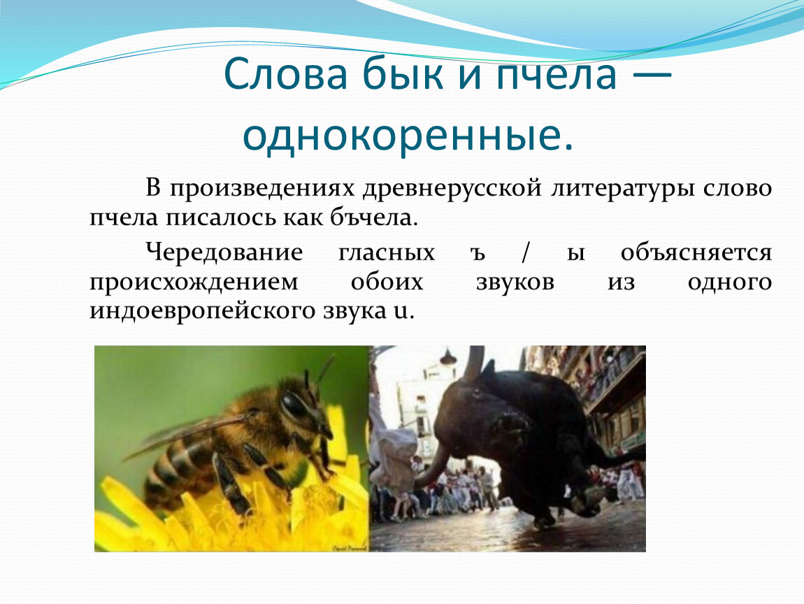 Пчела составить предложение. Бык и пчела однокоренные слова. Бык и пчела однокоренные. Пчела и бык этимология. Этимология слова бык и пчела.