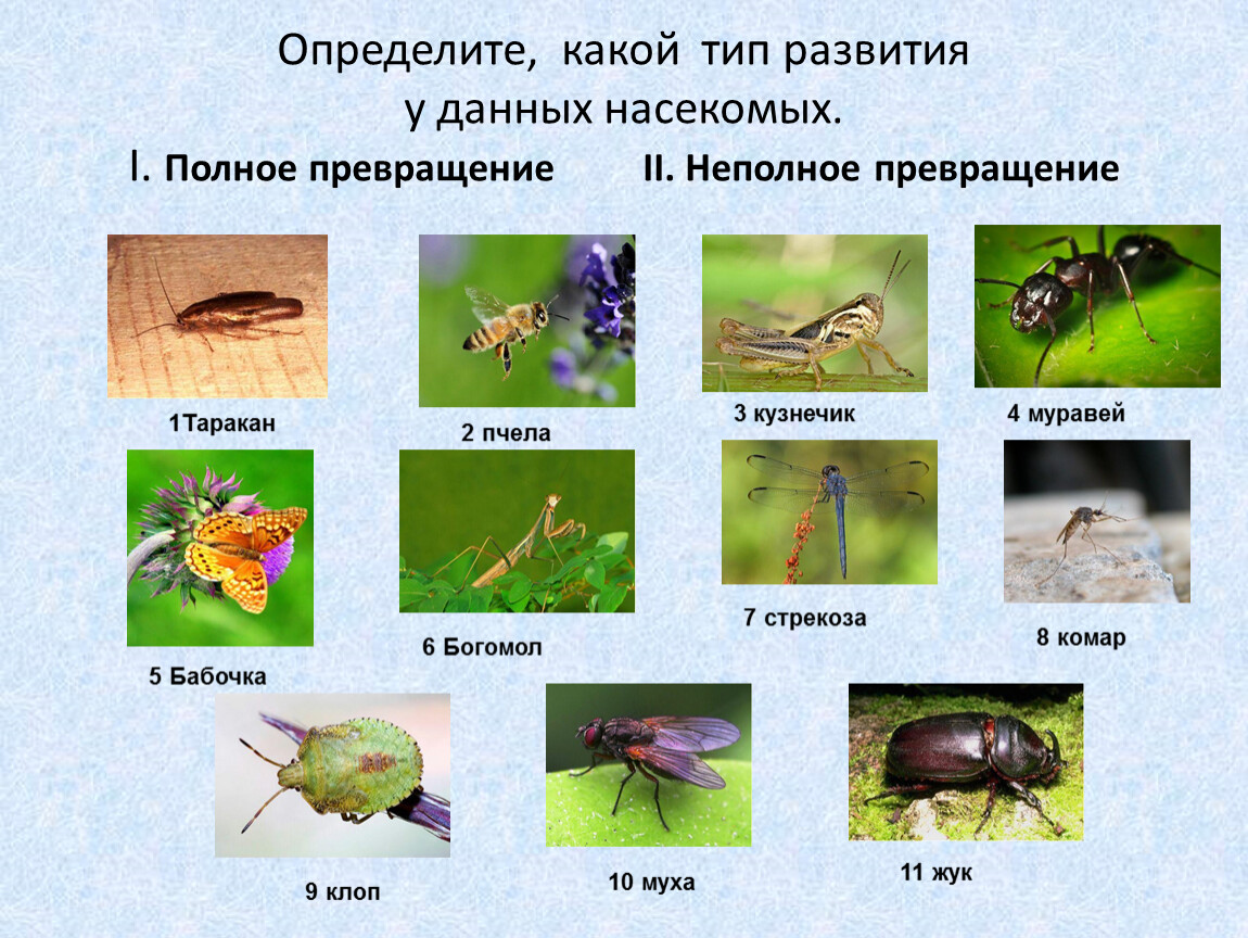 Какой тип развития у комара. Типы развития насекомых. Определите Тип развития насекомых. Полное и неполное развитие насекомых. Эволюция насекомых.