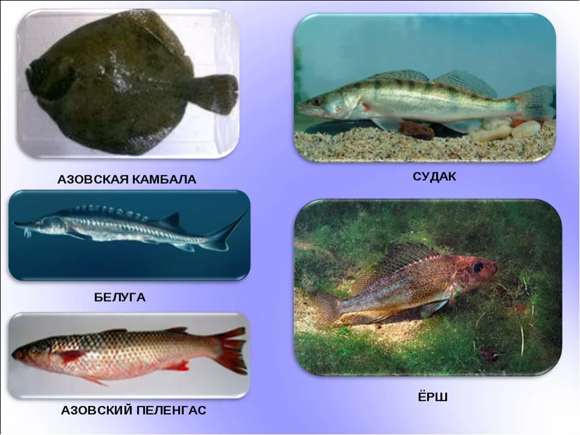 Азовское море рыба