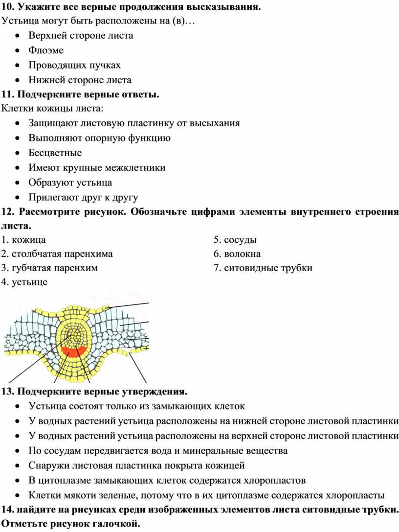 Основные процессы жизнедеятельности растений | «Отличник»