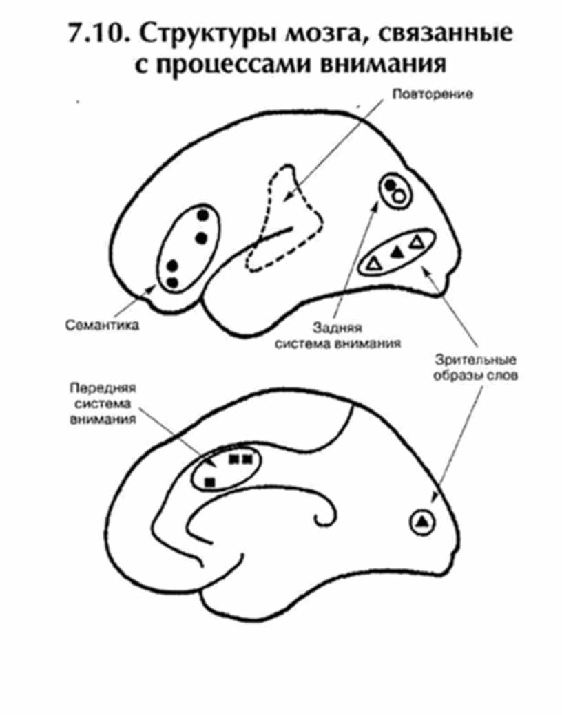 Структура внимания. Внимание структуры мозга. Структуры мозга, связанные с процессами внимания. Структур мозга в процессах внимания.. Мозговые структуры внимания.