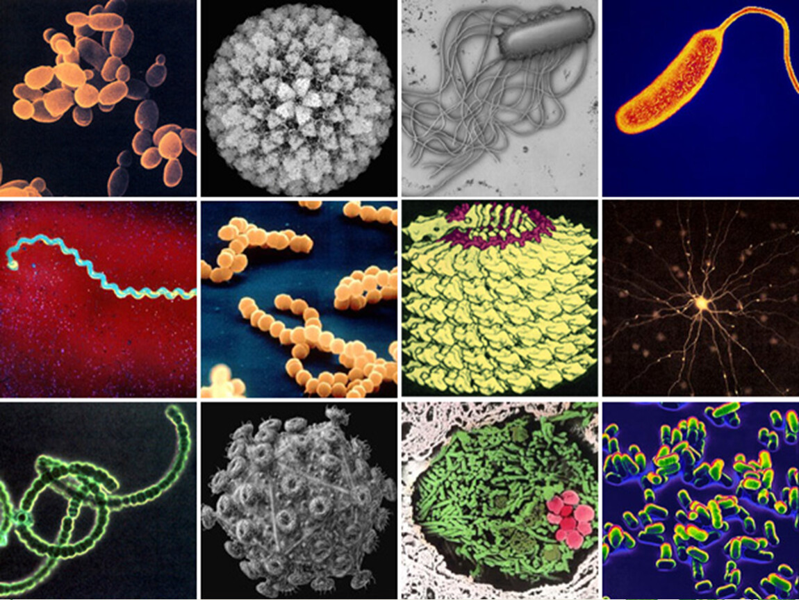 Вредоносные организмы. Разные бактерии. Разные виды бактерий. Разнообразные формы бактерий. Разнообразие микроорганизмов.
