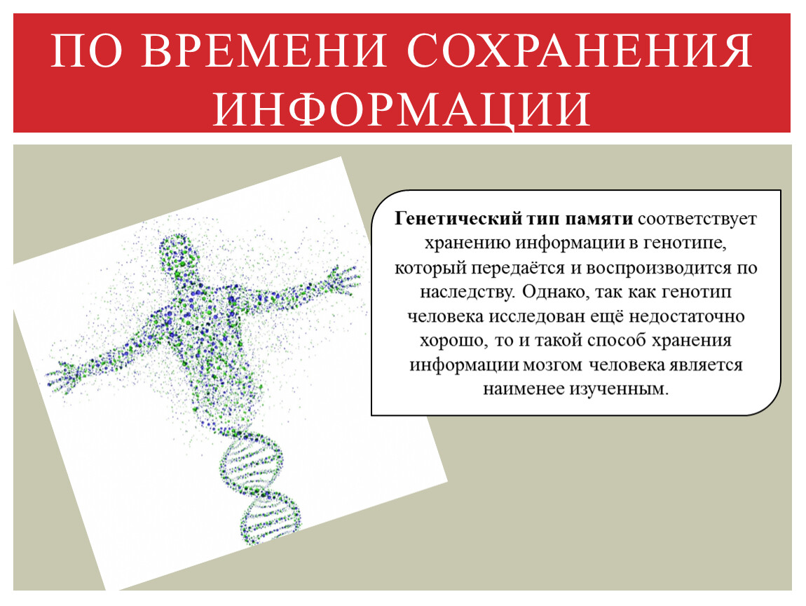 Сохранение информации. Виды памяти по времени сохранения информации. Закономерности человеческой памяти. Виды памяти генетическая. Деление памяти по времени сохранения информации:.