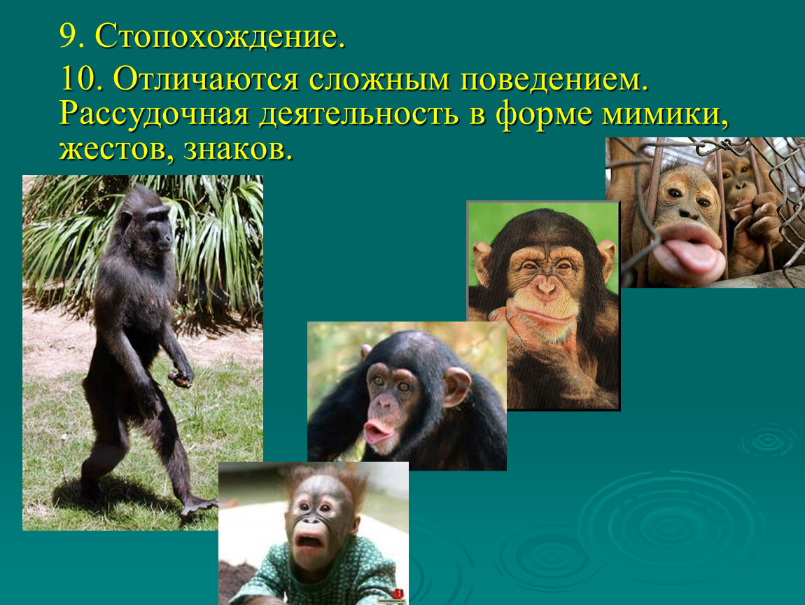 Чем отличаются сложные люди. Класс млекопитающие отряд приматы. Поведение приматов. Особенности поведения приматов. Приматы презентация.