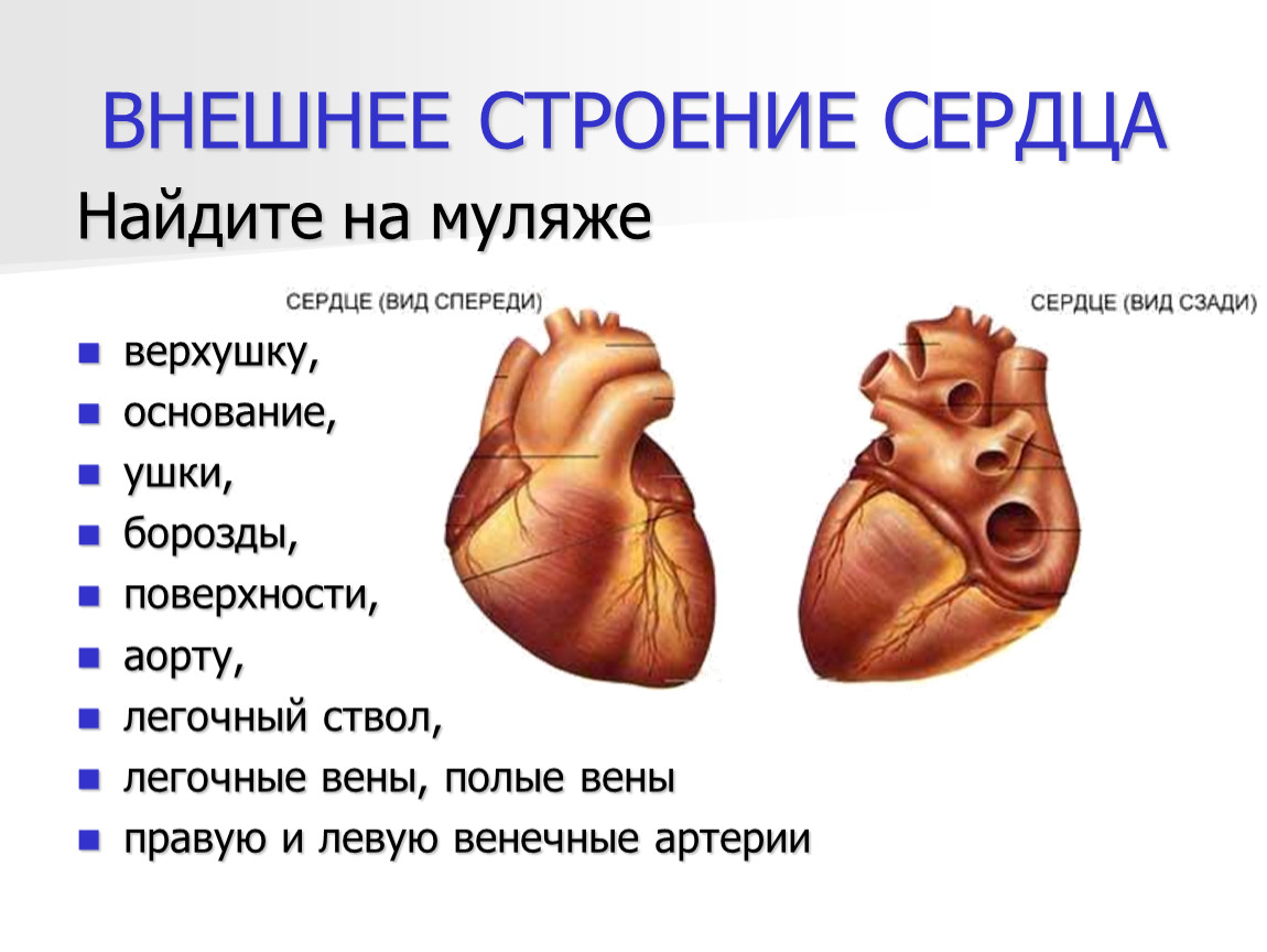 Наружное сердце. Внешнее строение сердца вид спереди. Сердце наружное строение вид спереди и сзади. Внешнее строение сердца спереди и сзади. Строение сердца человека сзади.