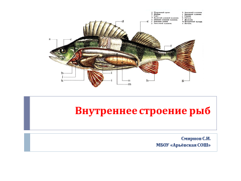 Жизнедеятельность рыб 7 класс. Внутреннее строение рыбы. Строение и жизнедеятельность рыб. Строение рыбы 7 класс биология. Внутреннее строение рыбы 7 класс.