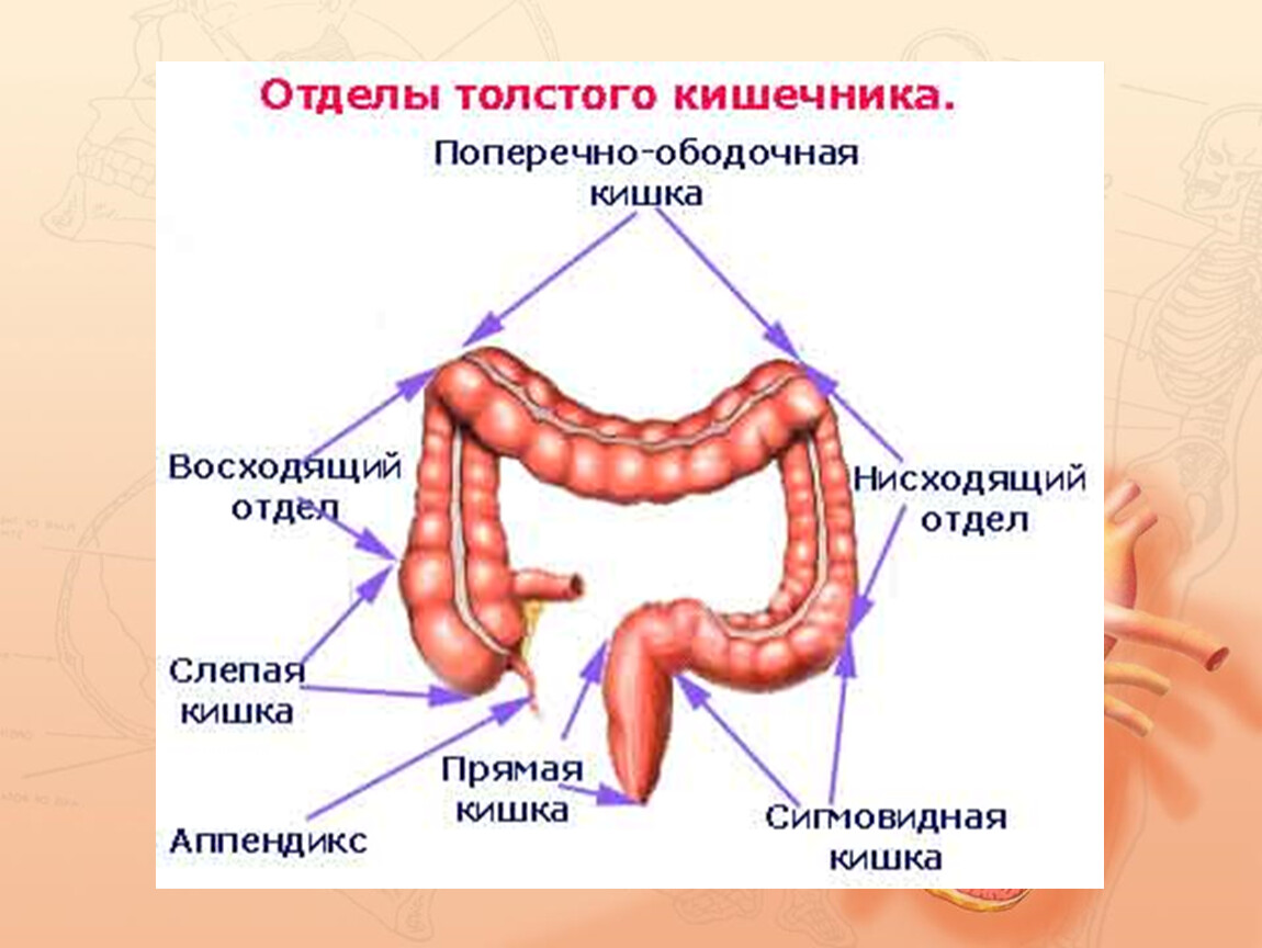 Название толстого кишечника. Отделы толстой кишки анатомия человека. Строение Толстого отдела кишечника. Строение Толстого отдела кишок. Схема отделов Толстого кишечника ободочная.
