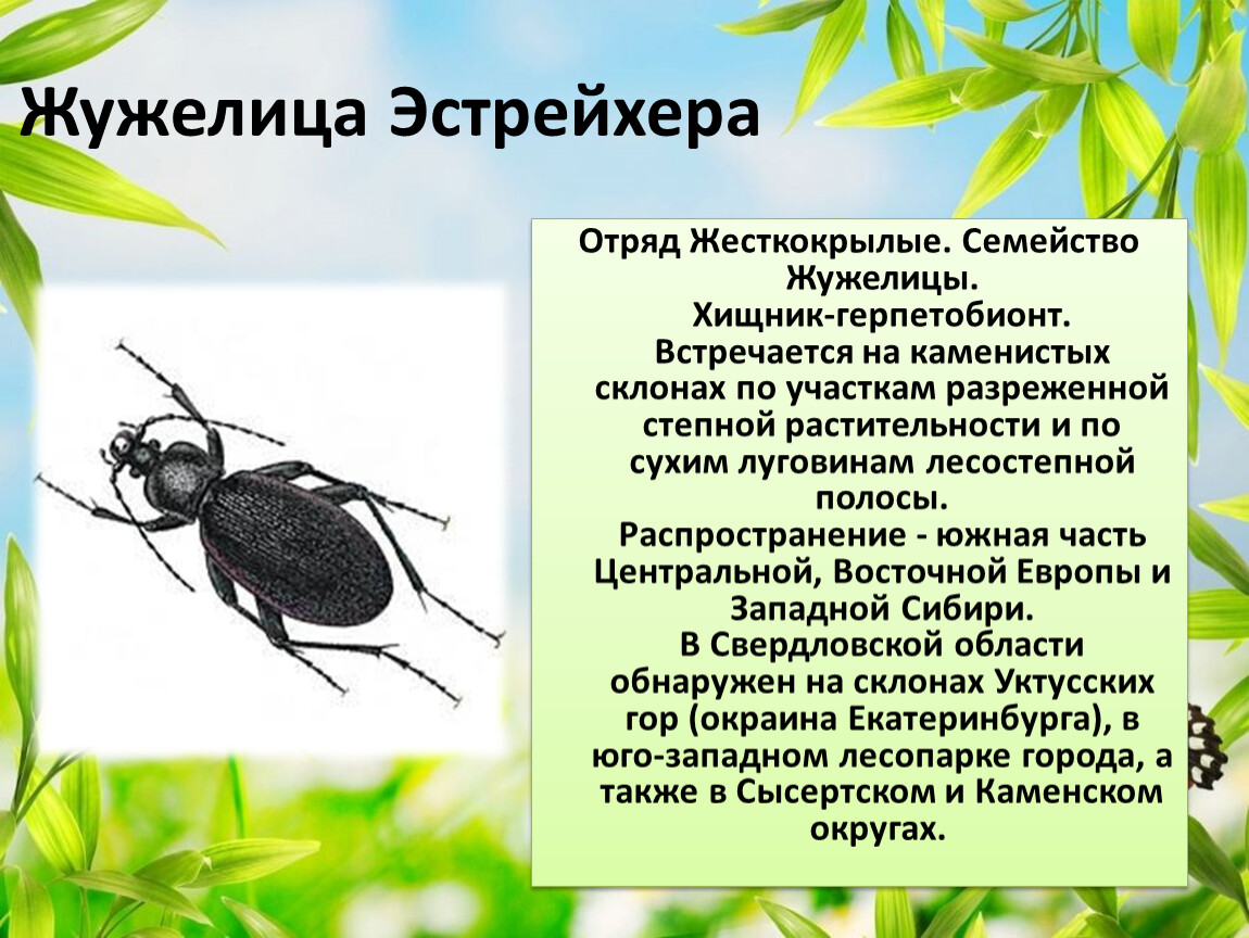 Какой тип развития характерен для жужелицы крымской изображенной на рисунке