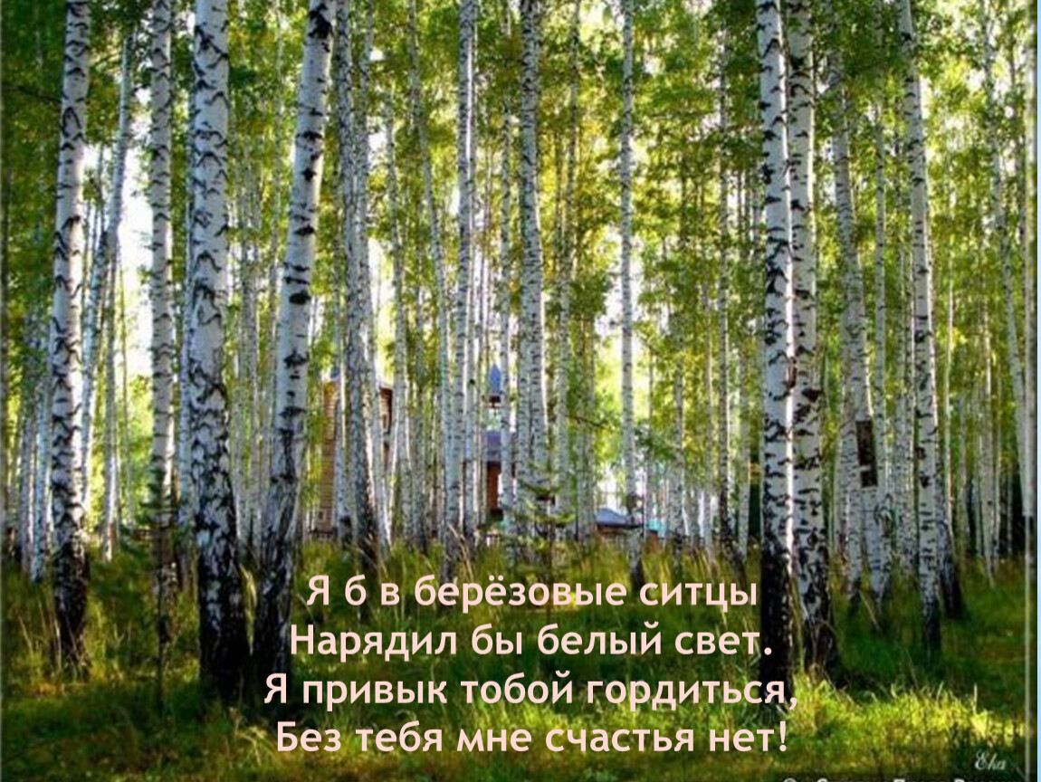 Согласно природе. Березовая роща Чехов. День России березы. Я В берёзовые ситцы нарядил бы белый свет,. Баннер Березовая роща.