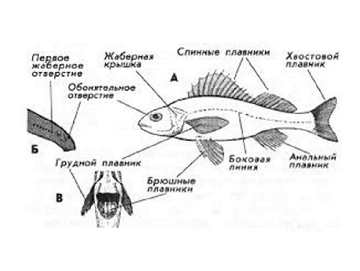 Рыба какой организм. Внешнее строение костистой рыбы. Внешнее строение рыб плавники. Внешнее строение рыбы 7 класс биология. Внешнее строение костных рыб.