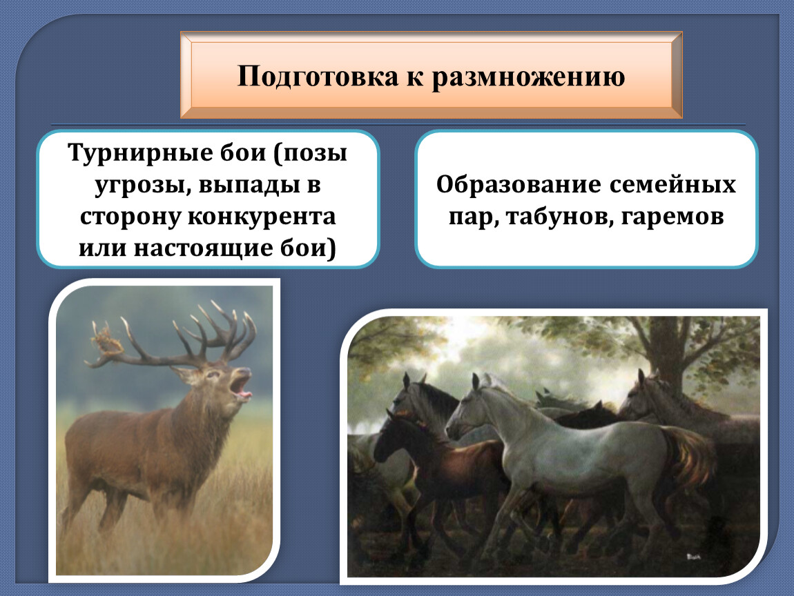 Размножение и развитие млекопитающих годовой жизненный цикл 7 класс презентация пономарева