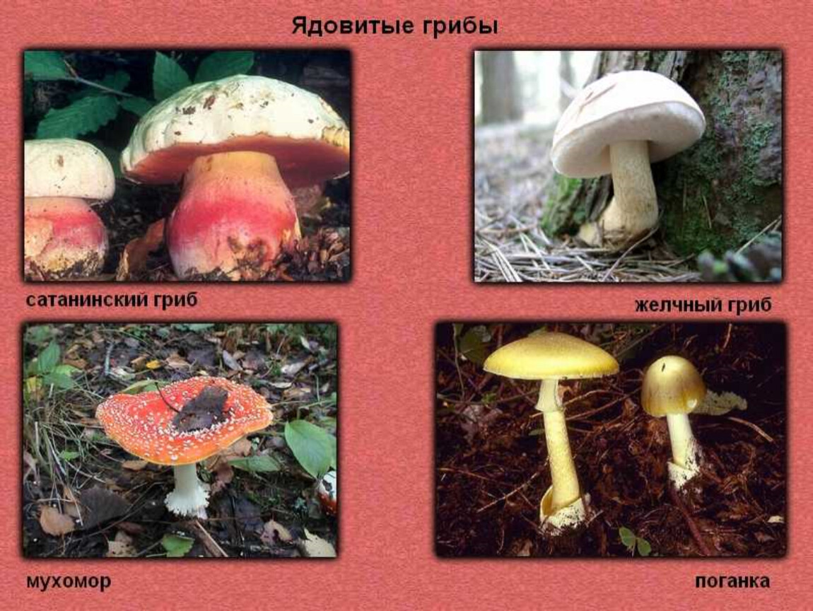 Ядовитые грибы иркутской области фото и название