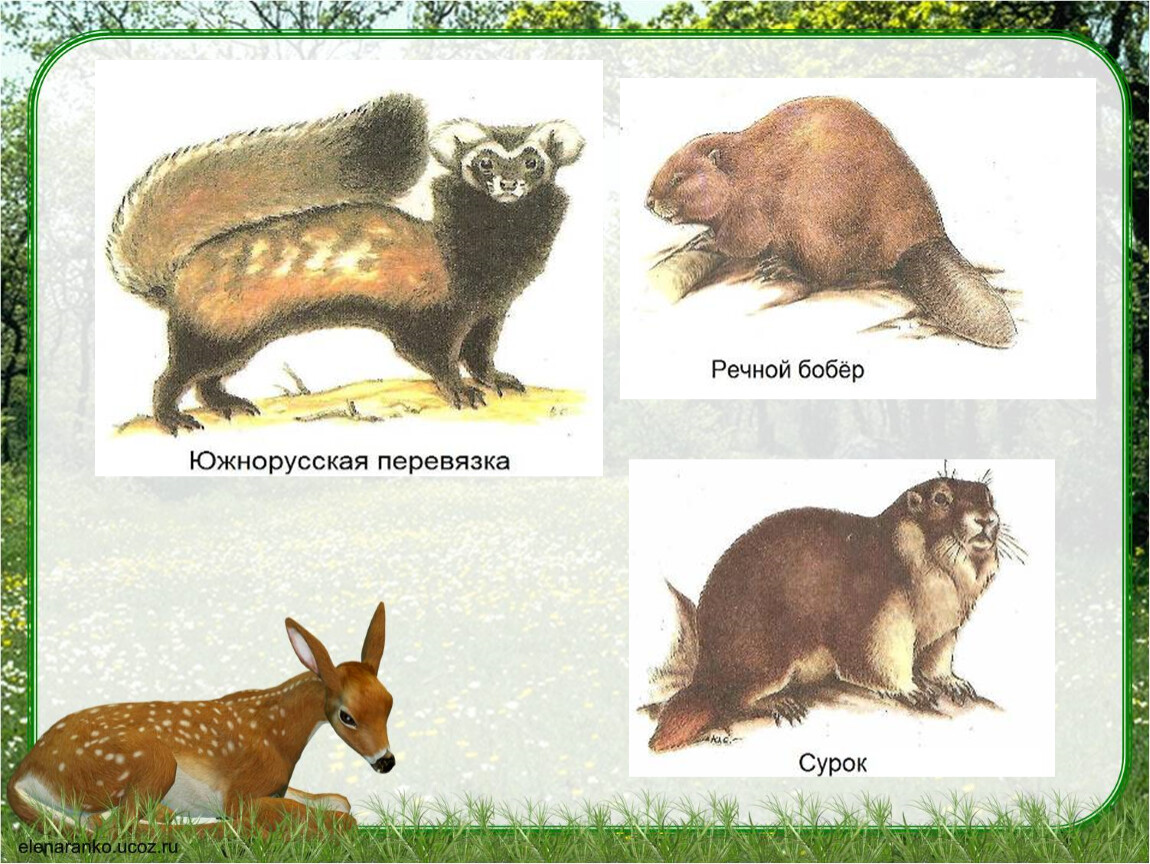 3 класс окружающий мир тест разнообразие животных. Сурок перевязка. Окружающий мир 3 класс разнообразие животных технологическая карта.