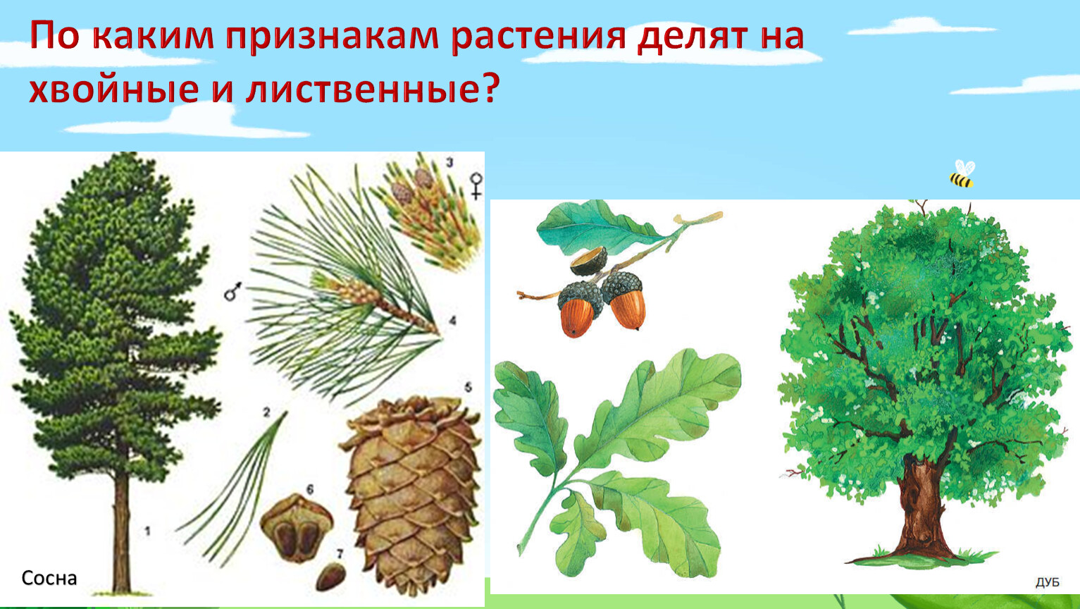 Деревья 1 класс. Деревья делятся на лиственные и хвойные. Лиственные и хвойные растения для дошкольников. Презентация для детей лиственные и хвойные деревья. Лиственные и хвойные деревья нашего края.