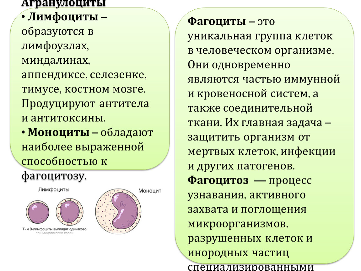 Селезенка лимфоциты. Агранулоциты лимфоциты моноциты. Агранулоциты лимфоциты гистология. Агранулоциты строение и функции. Агранулоциты а. лимфоциты.