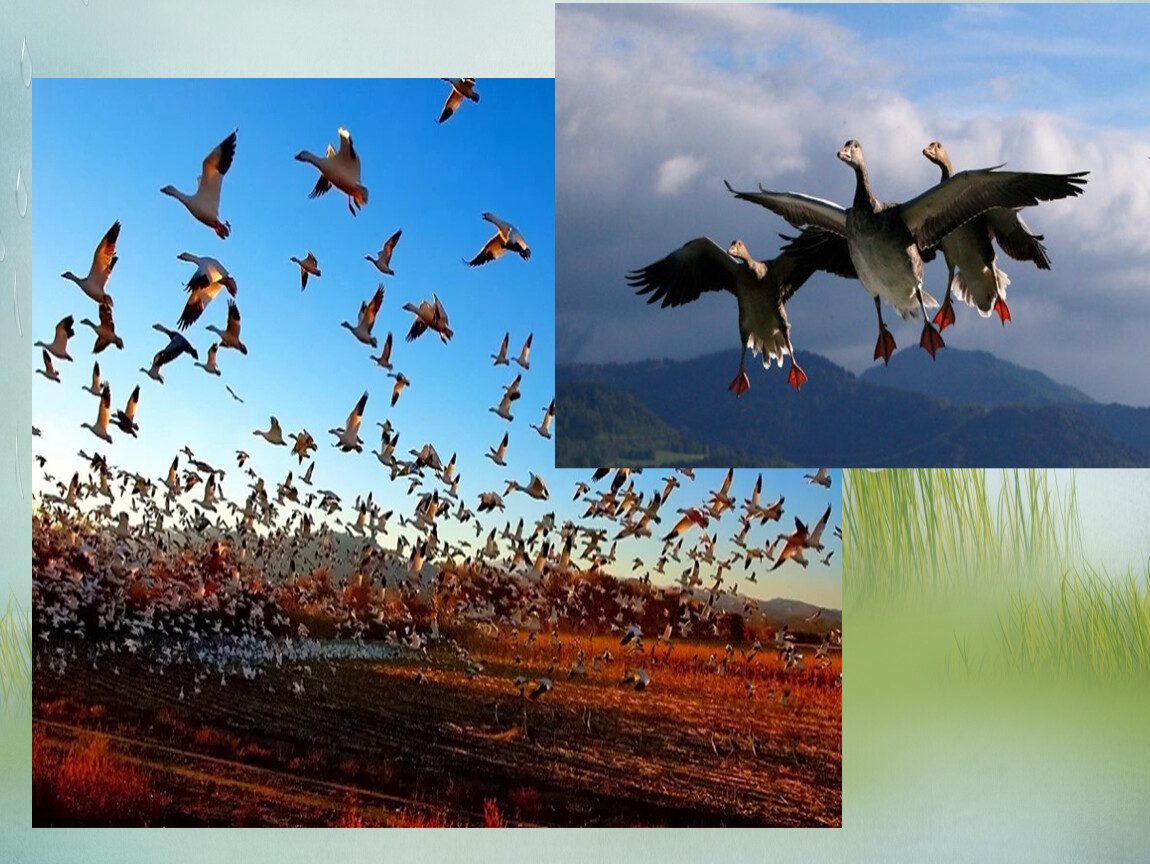 Миграция птиц. Многообразие птиц. Стрелки миграции птиц красивые. Рассказ о миграции птиц Снигерёв 5 клаасс.