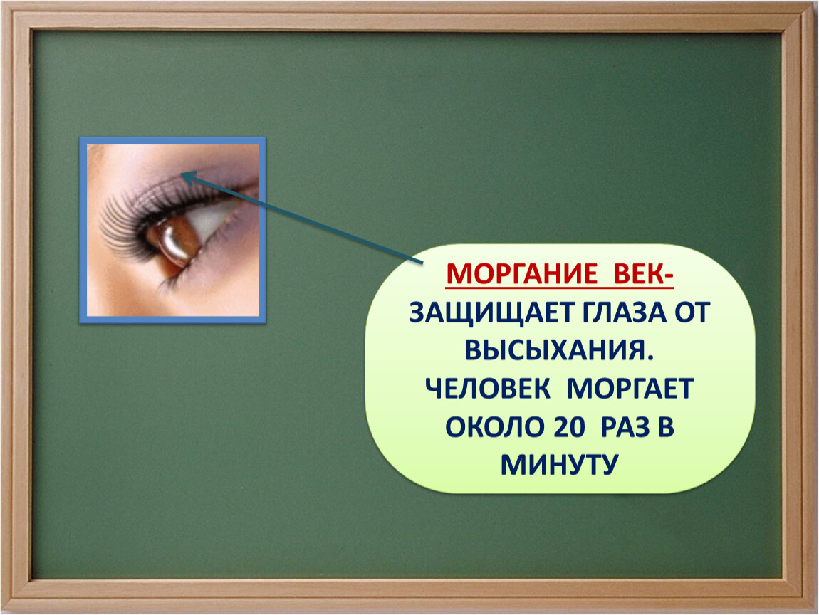 20 раз. Моргание человека. Веки защищают глаза от. Человек моргает. От высыхания глаза защищают.