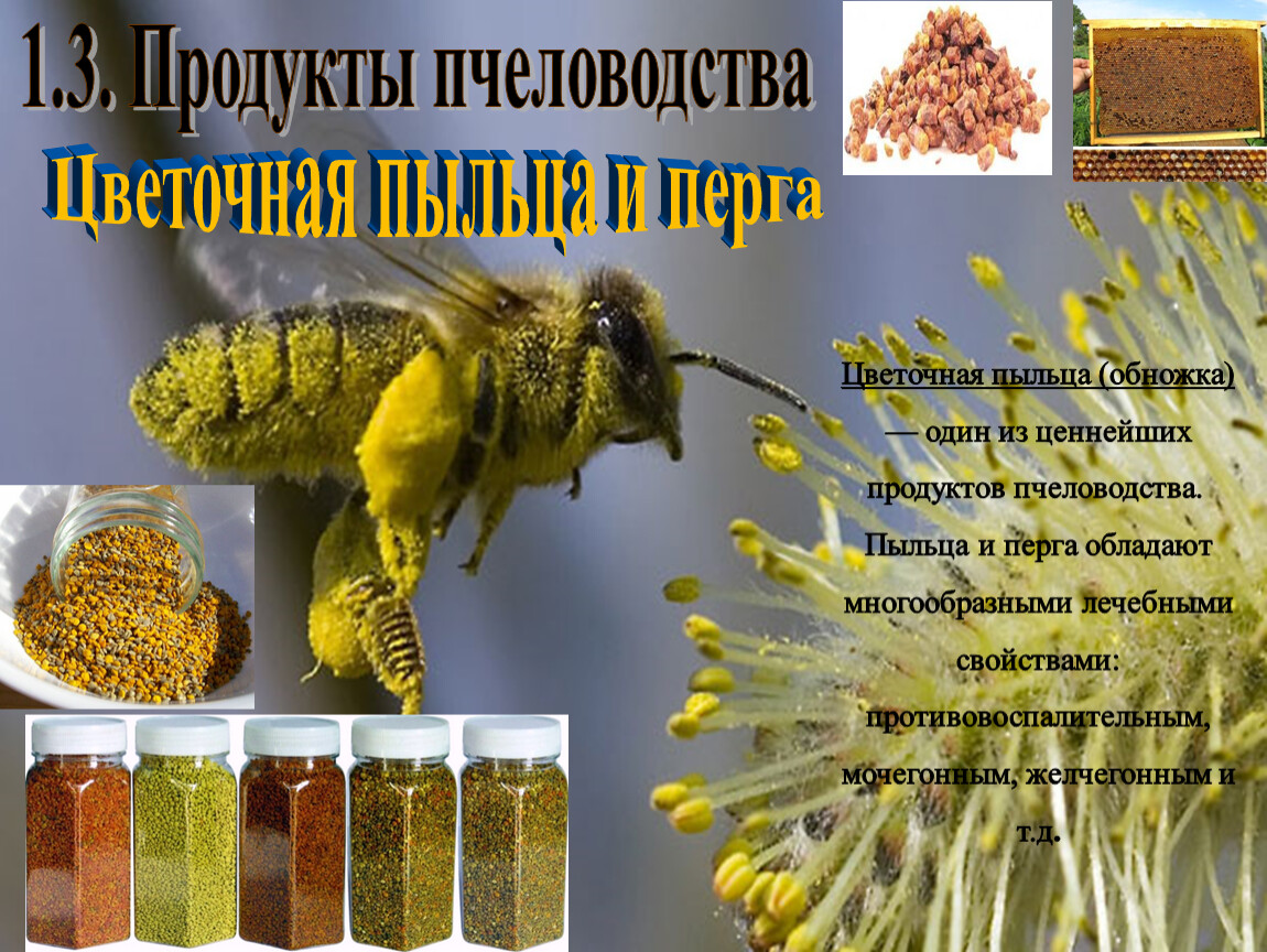 Пыльца россия. Цветочная пыльца и перга. Продукты пчеловодства. Пыльца пчелиная. Пыльца обножка.