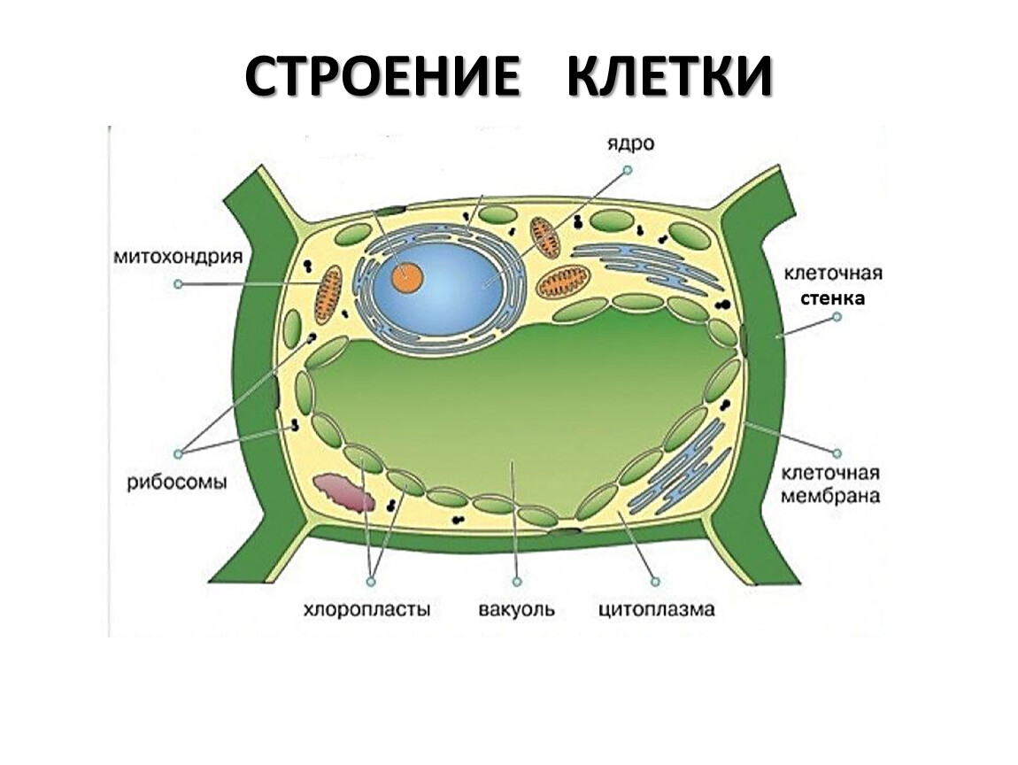 органоиды раст клетки таблица фото 48