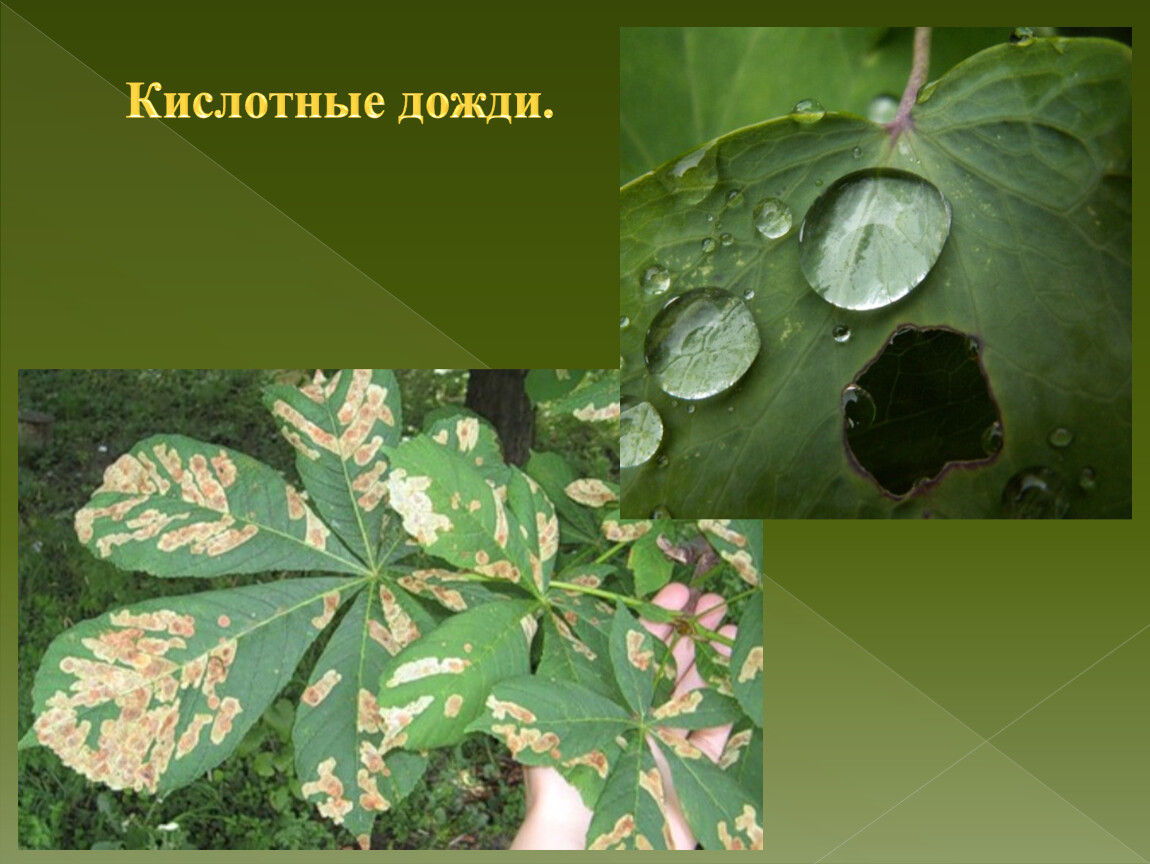 Воздействие кислотных дождей. Кислотные дожди. Кислотные осадки. Кислотные дожди растения. Влияние кислотных осадков на растения.