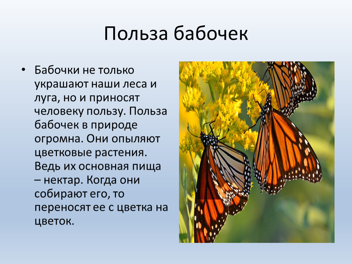 Рассказ первые бабочки 2 класс окружающий. Рассказ о бабочке. Бабочки окружающий мир. Первые бабочки. Сведения о бабочках.