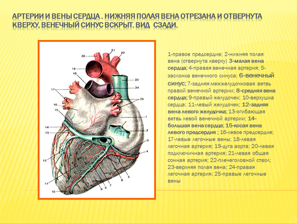 Какие сосуды в левом предсердии. Венечный синус сердца располагается. Венечный синус сердца впадает в. Вены сердца 3 системы система вен венечного синуса. Венечный синус сердца анатомия.