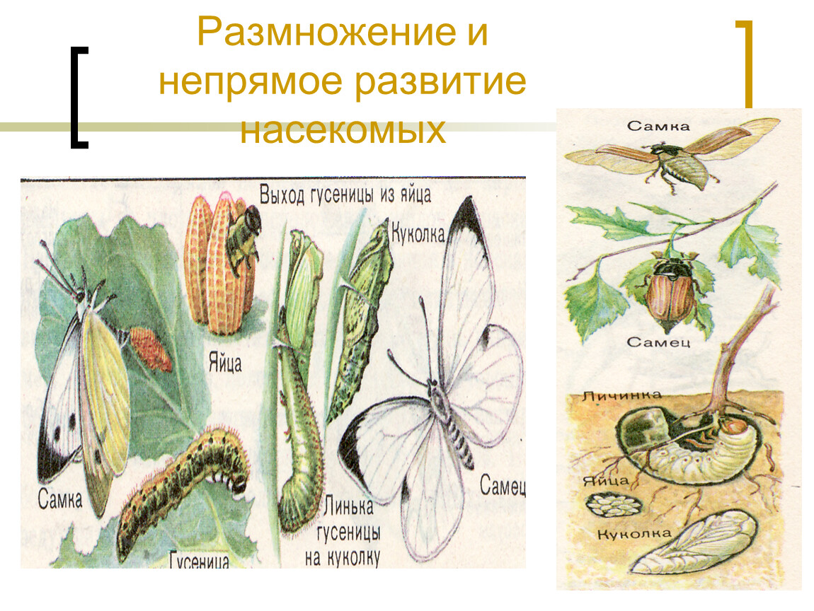 Размножение насекомых. Размножение и развитие насекомых. Непрямое размножение. Способы развития насекомых. Способы размножения насекомых.