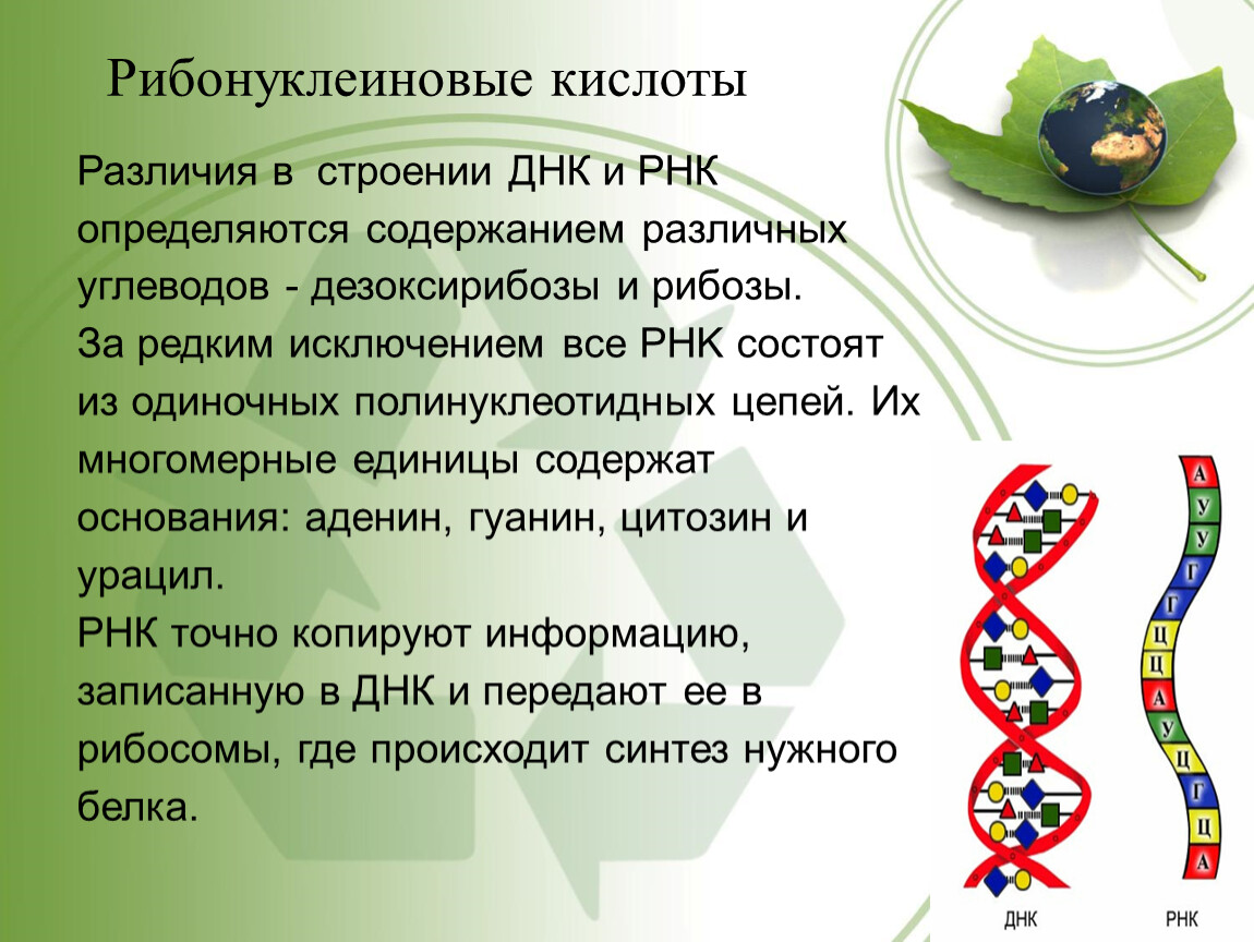 Роль днк и рнк. Дезоксирибонуклеиновую кислоту (ДНК); рибонуклеиновую кислоту (РНК).. Строение ДНК И РНК. Структура ДНК И РНК. ДНК И РНК это в биологии.