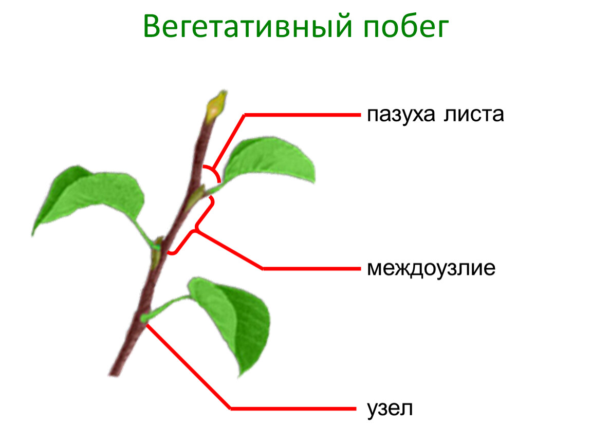 Вегетативный побег растения. Вегетативные и генеративные побеги. Генеративный побег у растений. Строение побега пазуха листа.