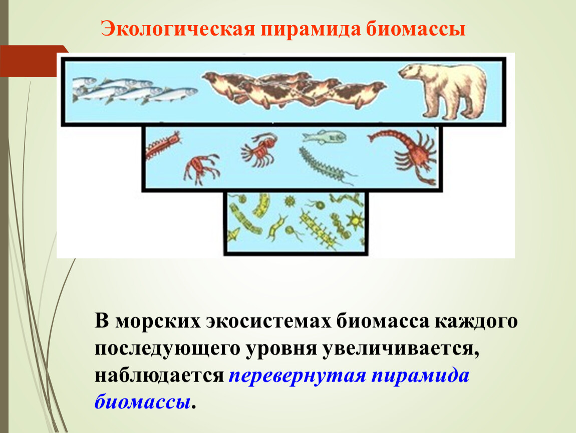 Консументы 1 порядка в водоеме. Пирамида биомассы морской экосистемы. Экологическая пирамида морская биомасса. Продуценты консументы пирамиды биомасс. Экологические пирамиды пирамида биомасс.