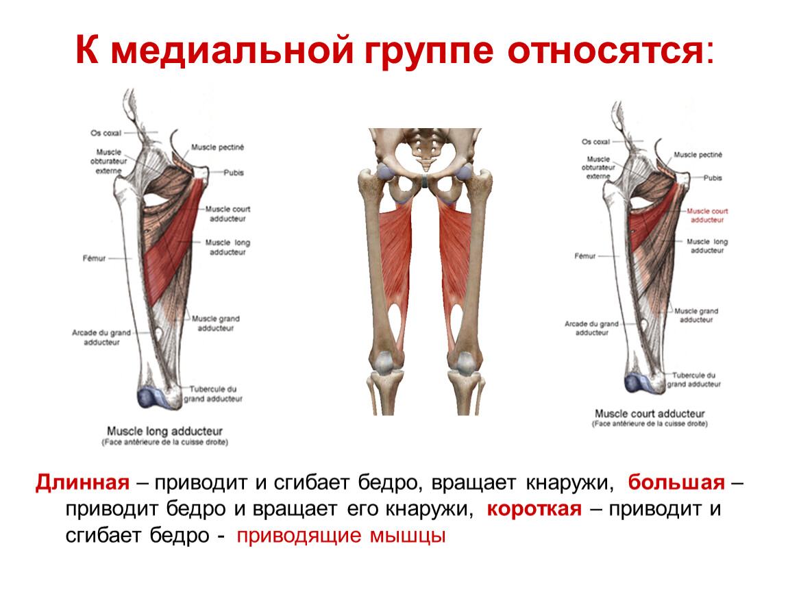 Приводящие мышцы бедра. Бедро медиальная группа приводящая большая. Медиальная группа мышц бедра анатомия. Длинная приводящая мышца бедра. Приводящие мышцы бедра анатомия.