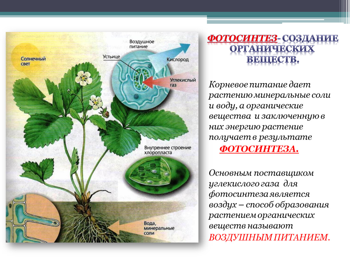 Воздушное питание корня. Питание растений. Процесс питания растений. Органическое питание растений. Питание растений фотосинтез.