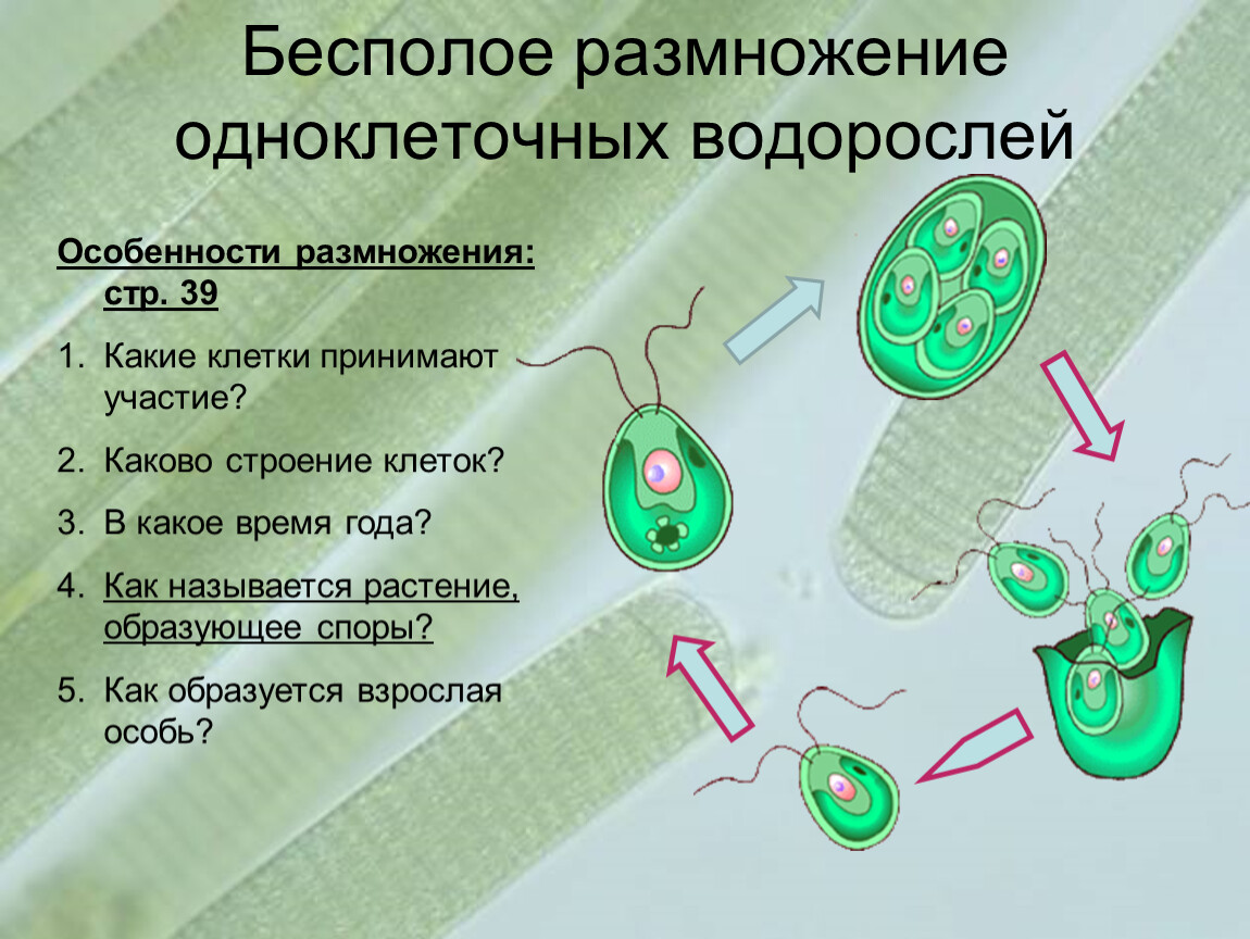 Размножение клеток водорослей