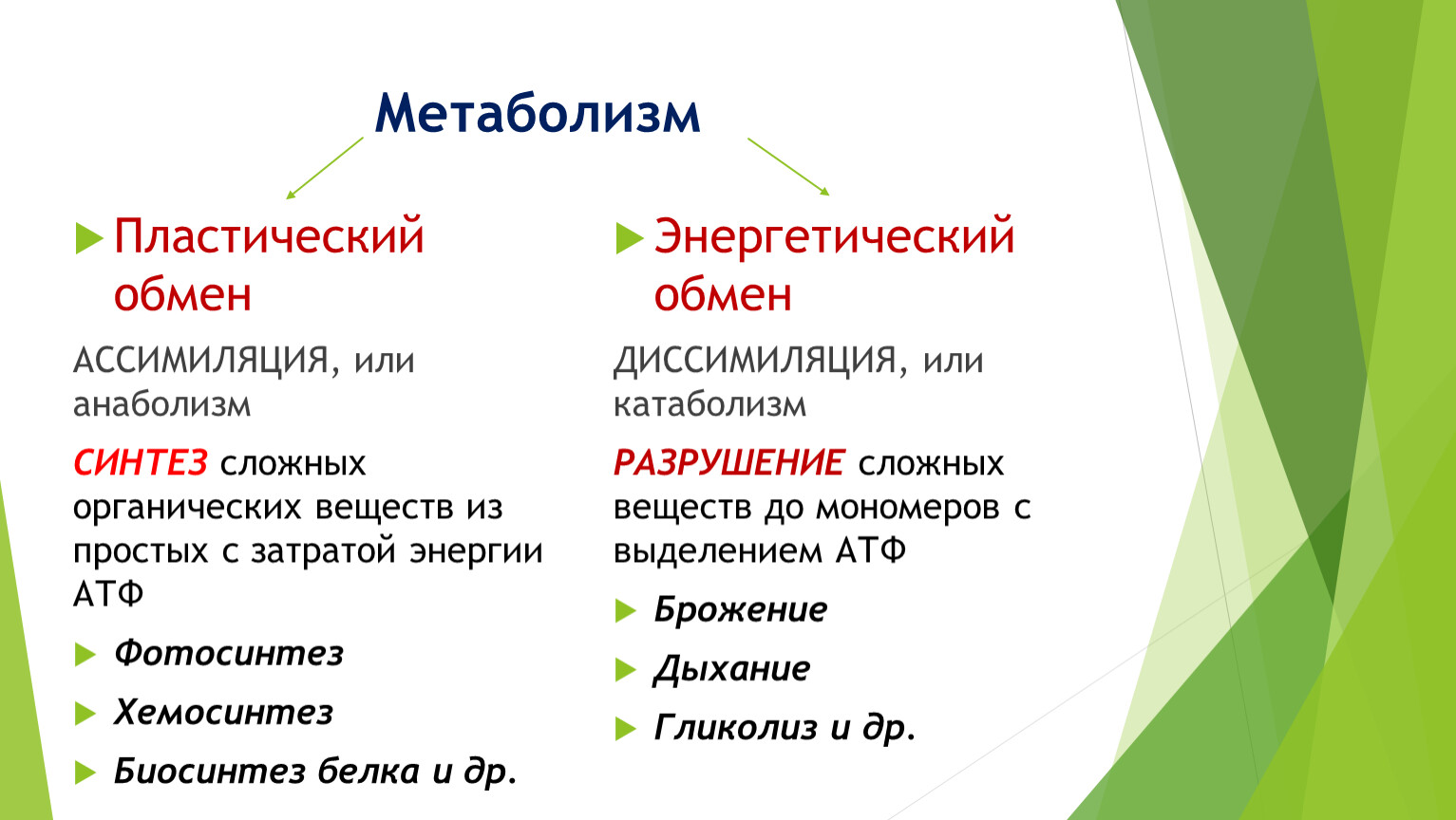 Схема пластического обмена 9 класс