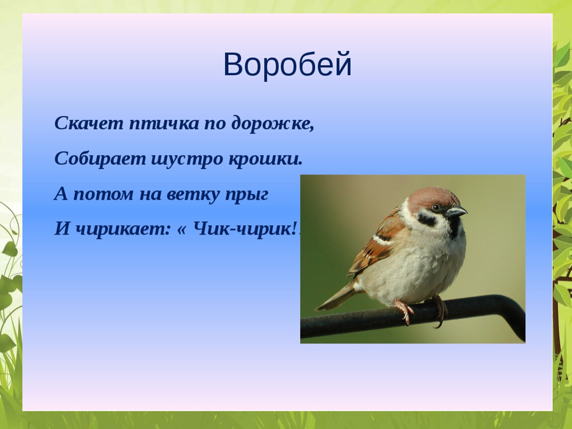 Презентация воробьишко 2 класс