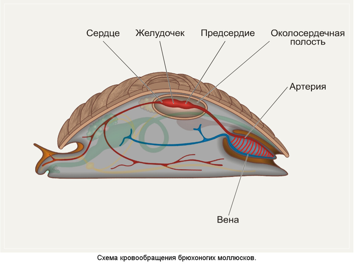 Моллюски имеют сердце. Выделительная система брюхоногих улиток. Вторичная полость тела у моллюсков. Тип моллюски выделительная система. Строение кровеносной системы брюхоногих моллюсков.