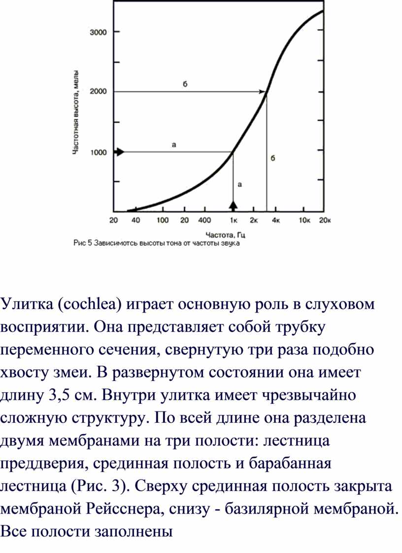 Улитка (cochlea) играет основную роль в слуховом восприятии