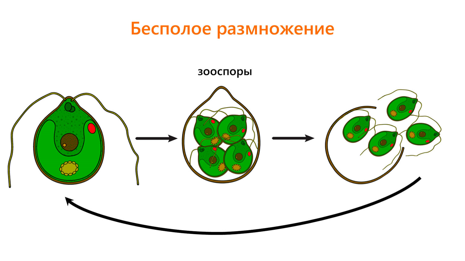 Размножение хламидомонады бесполое схема