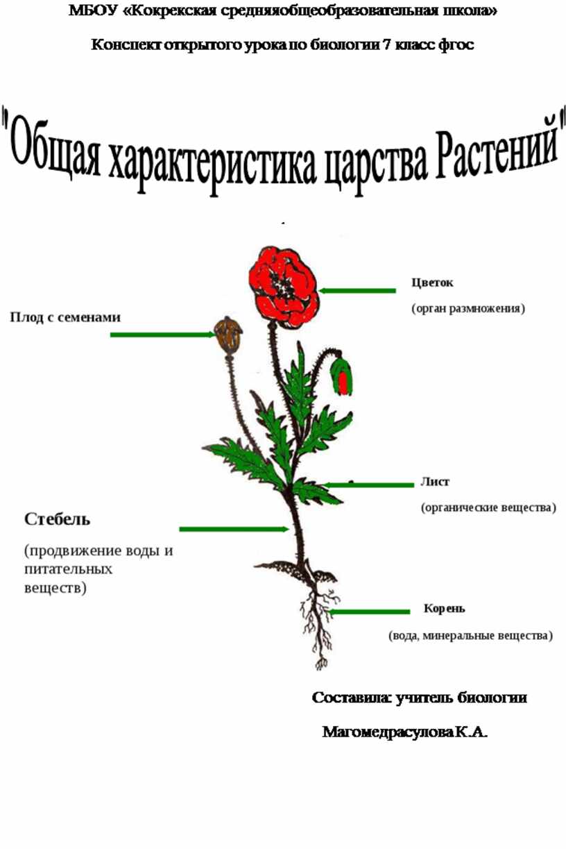 Общая характеристика царства растений.