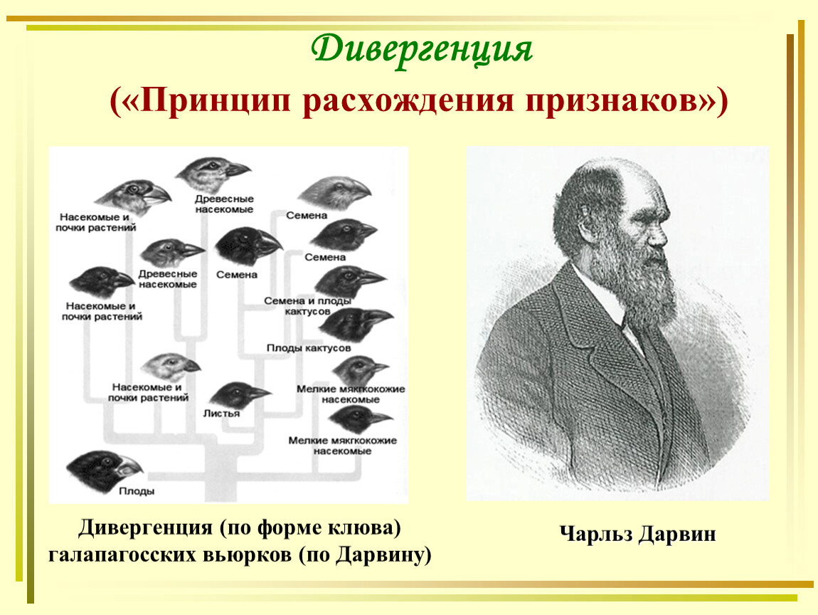 Дивергентная форма. Видообразование вьюрки Дарвин. Примеры дивергенции в биологии. Дивергентная Эволюция примеры. Дивергентное видообразование примеры.