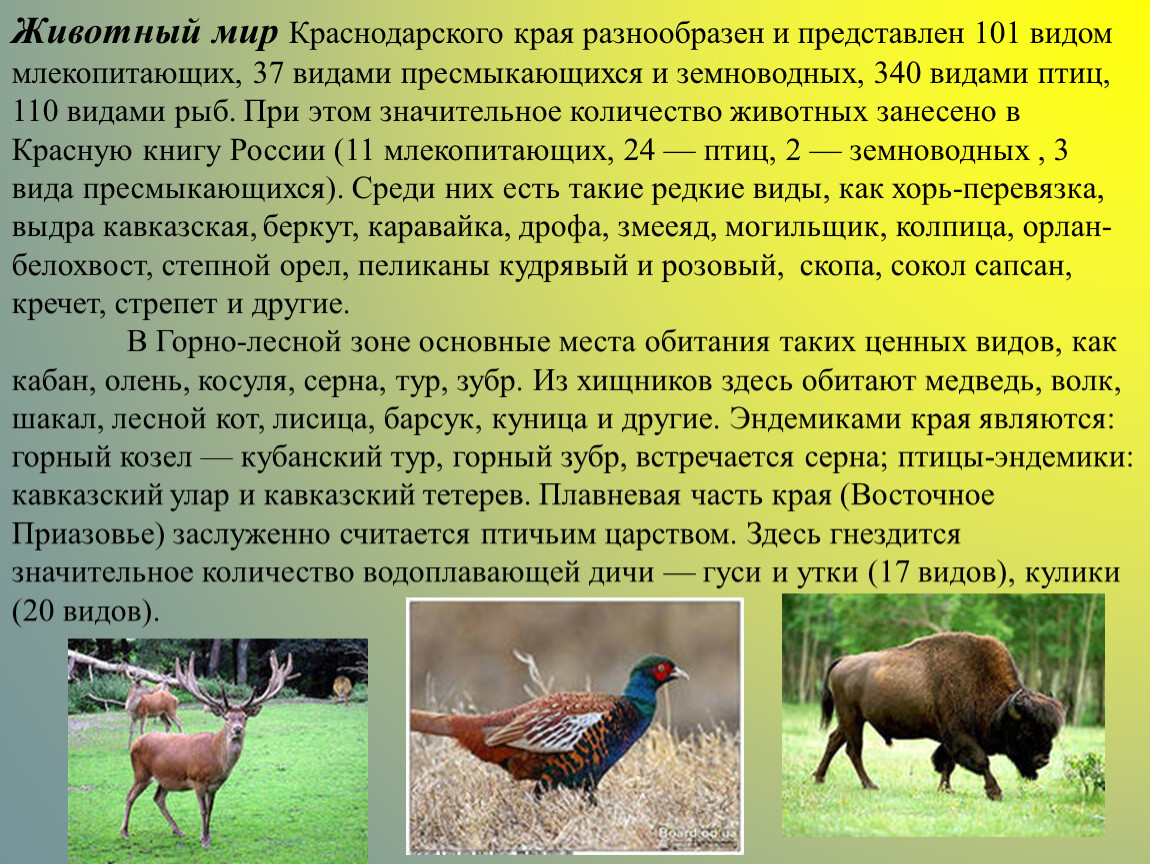 Обитатели кубани. Растительный и животный мир Краснодарского края. Животные Кубани. Обитатели Краснодарского края.
