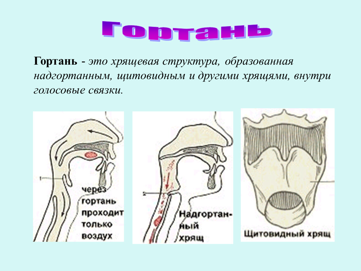 Внутренняя стенка покрыта мерцательным эпителием это трахея или гортань