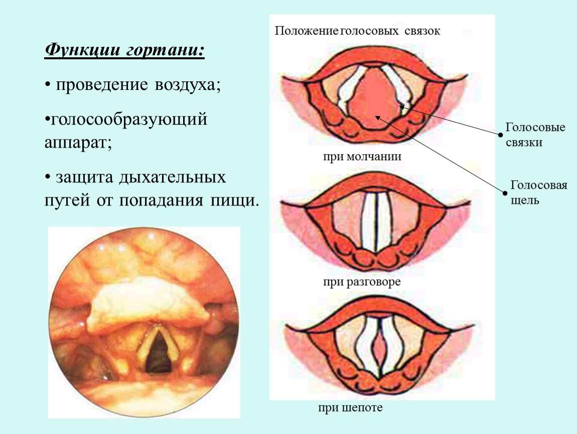 Функции гортани. Гортань связки и голосовые связки. Строение гортани голосовые связки. Функции голосовых связок. Строение гортани и голосовых связок человека.