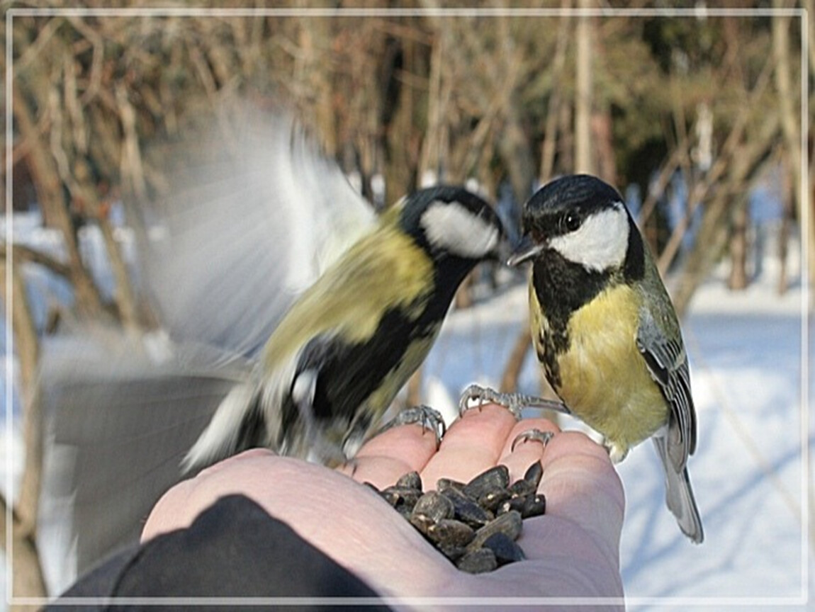Защита и помощь человека птицам. Забота о птицах. Кормление птиц зимой. Заботимся о птицах зимой. Защита птиц.