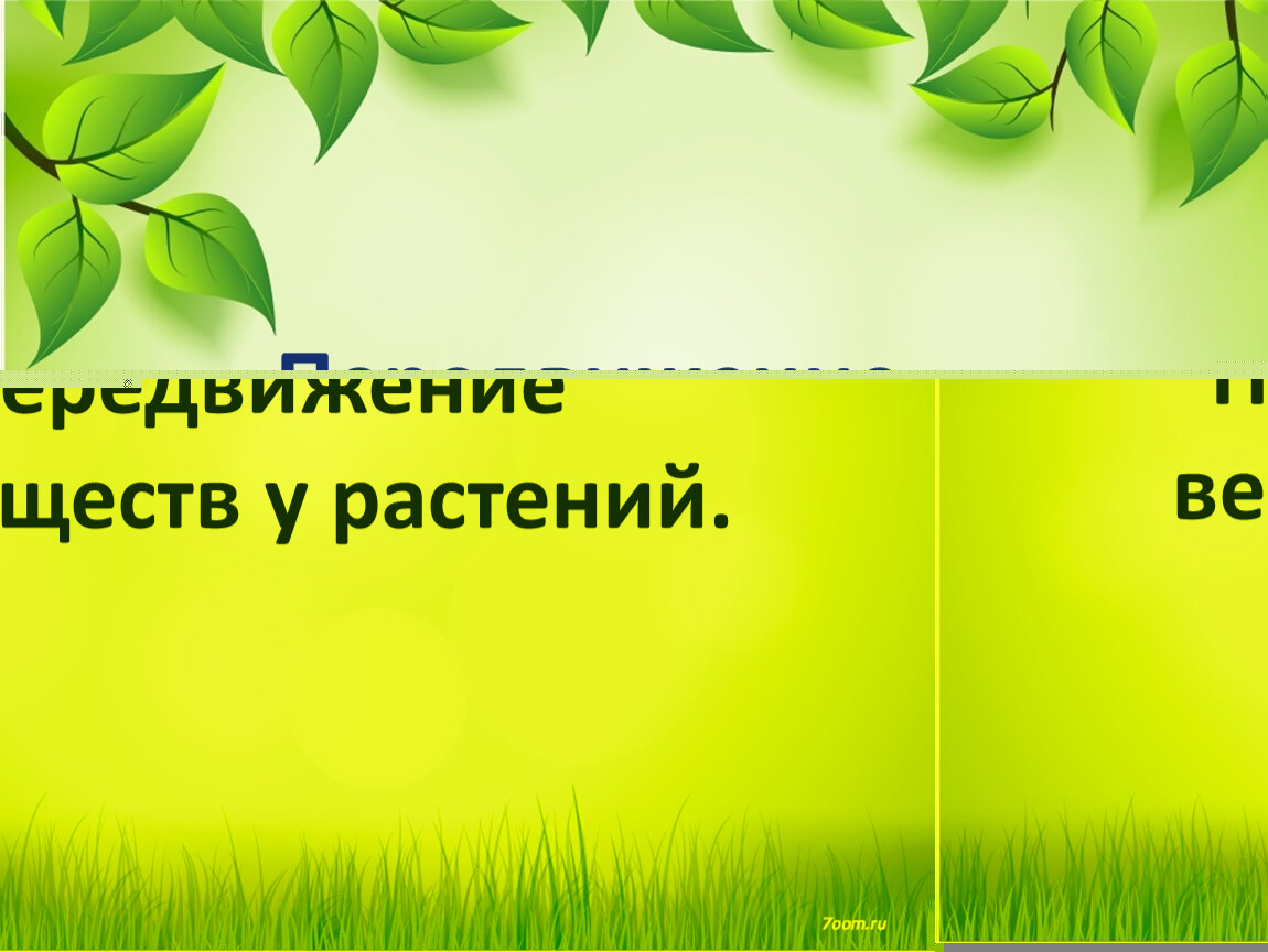 Передвижение воды и питательных веществ