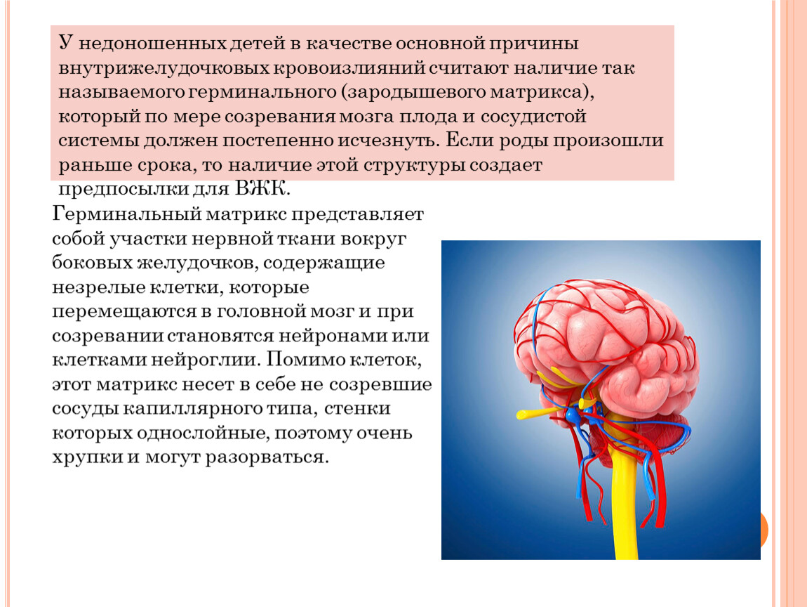 Созревание мозга происходит. Внутрижелудочковые кровоизлияния. Патогенез ВЖК У недоношенных. Герминальный Матрикс. ВЖК 1 степени у новорожденных.