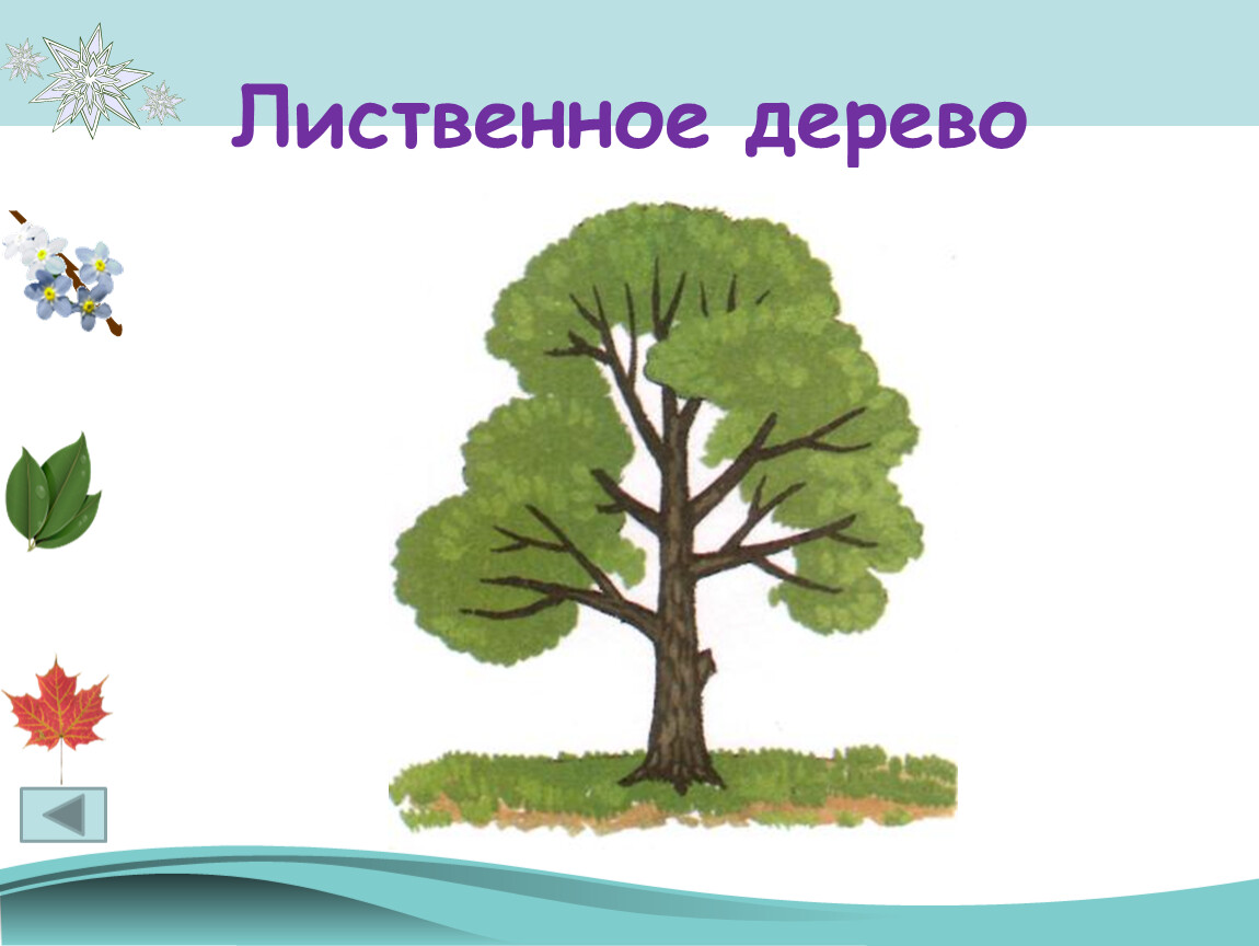 Лиственное дерево 2. Нарисованное широколиственное дерево. Нарисовать лиственное дерево. Лиственное дерево рисунок. Как рисовать лиственные деревья.