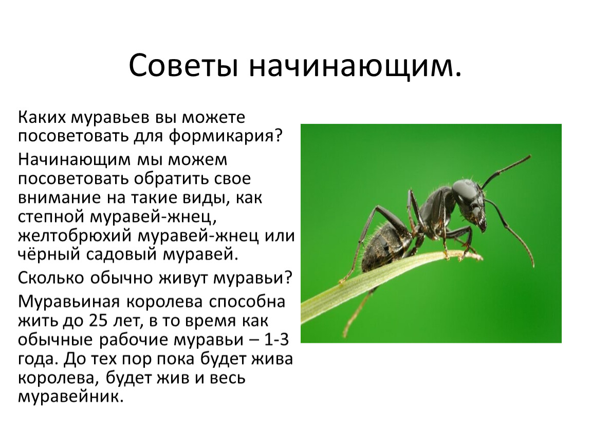 Презентация к научно-практической работе 